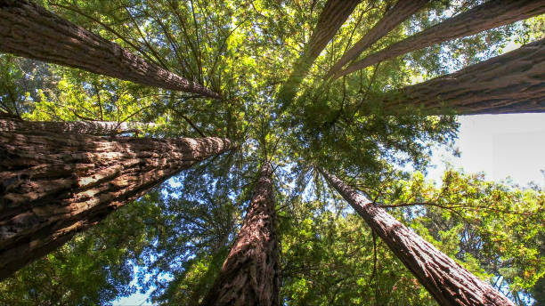 How Our Tree Care Process Works  in Lake Ketchum, WA